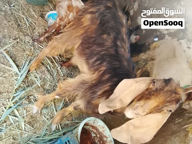 اليوم نريد نبيع ب100الف قفل صخله يفره خشنه مالت علف وين الجناي