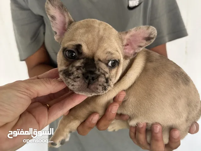 French bulldog pups merli top quality in super good health.