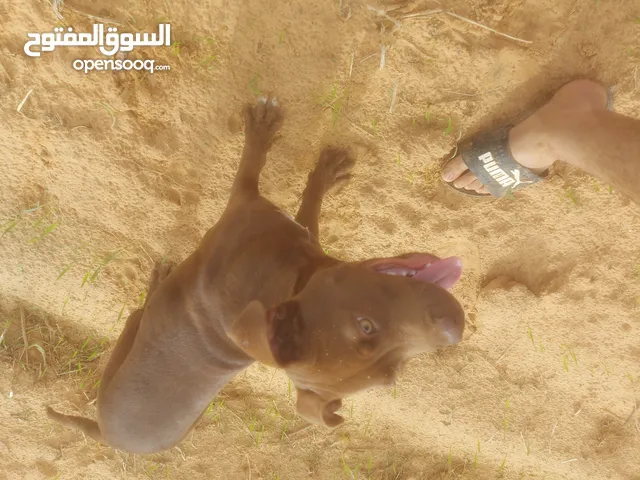 بيتبول عمره 6 شهور