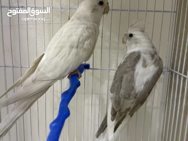 طيور مميزة للبيع في اربد الحي الشرقي