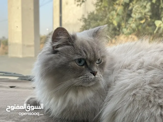 قطه للتبني