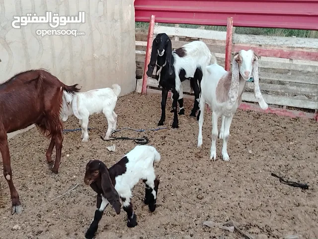 3 معزات هجين ع البكستاني فراديات تحتهم زوز اعنايق وجدي راويات ربي يبارك سنهم زوز ارباع ووحدة أول جم
