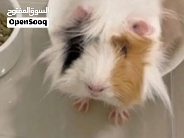 Guinea pig خنزير غيني