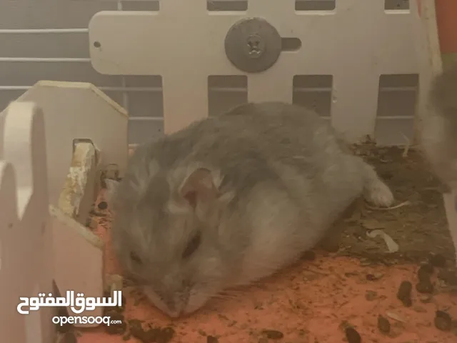 هامستر  عدد 9