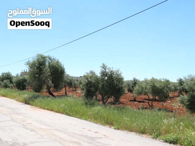 مادبا الفيحاء حوض الجازل 4 دونم  بجانب التنظيم مباشرة ارض زراعية سكنية مميزة بمنطقة فلل