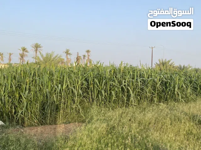 حشيش حريه جلب