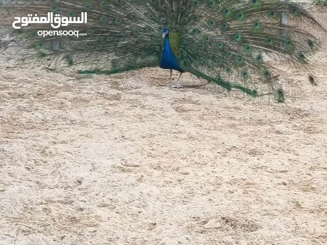 ذكر طاووس للبيع