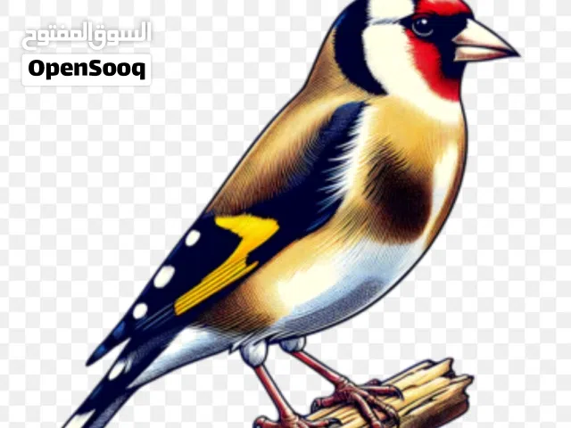 عصافير نوع حسون للبيع عدد 3