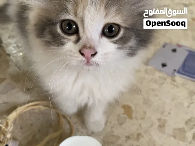 قطط بسس عمرهم 60 يوم لعوبة كثير حلوين