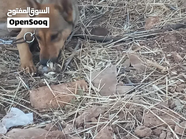 جروه بلجم عمر 3 اشهر