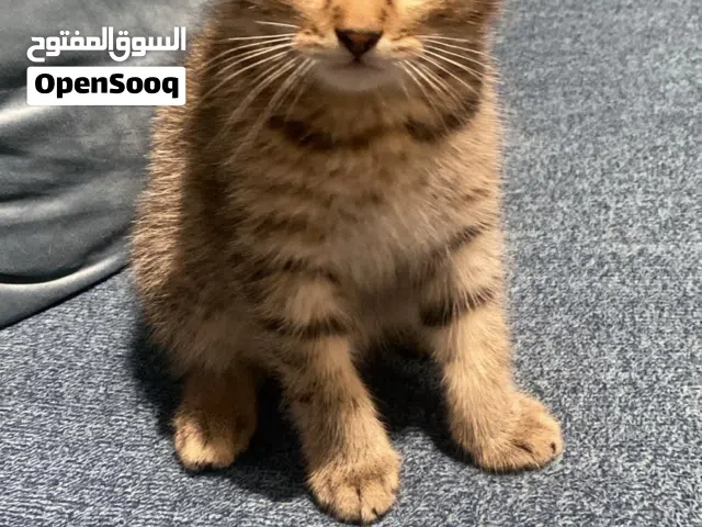 Kitten for sale 25kd