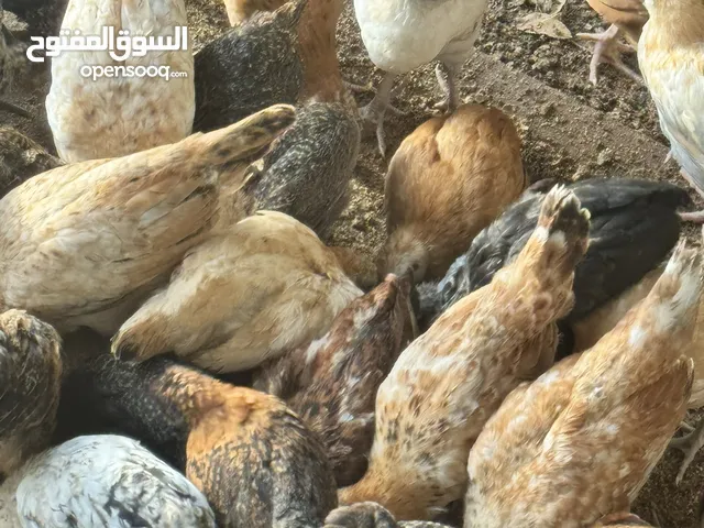 صوص بلدي فاخر العدد 300 صحة ممتازه العمر 3 شهور