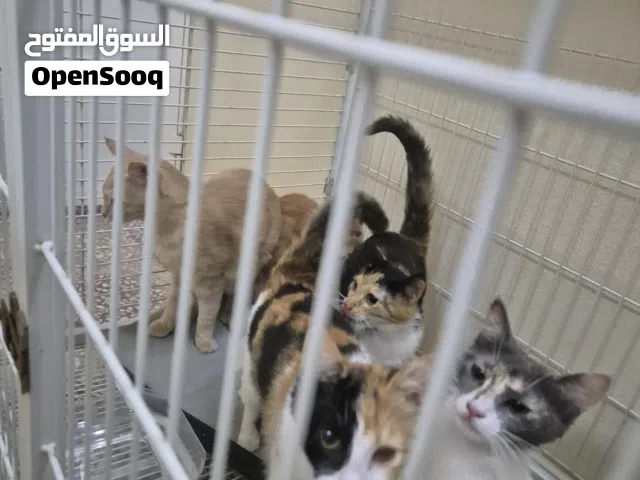 قطط للتبني