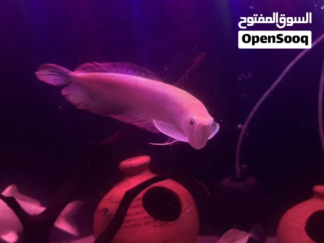 Albino arowna for sale