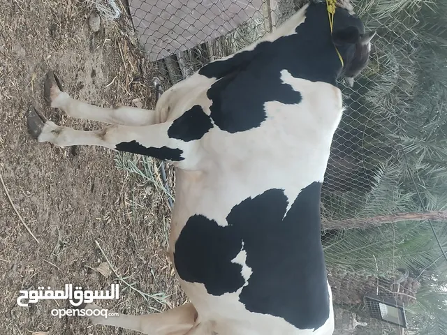 عجل ضحيه مكاني صالحيه