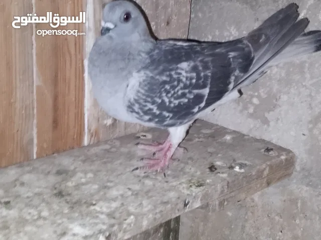 حمام اجنبي