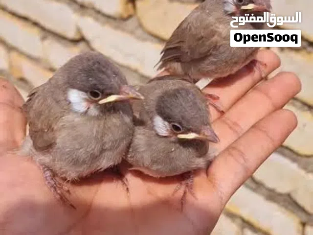 متوفر فراخ بلابل عراقيه زق يدوي