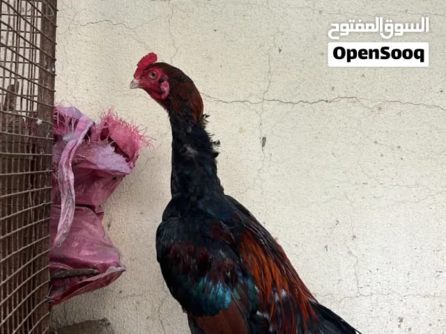 ديك باكستاني جاهز ح نسل او ميدان اموره طيبه  العمر 9 شهور السعر 14 الموقع الخابوره