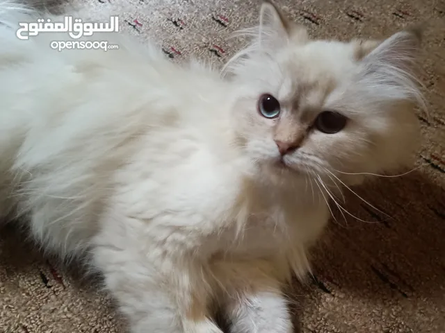 قطه هملايا مكس شيرازي للبيع