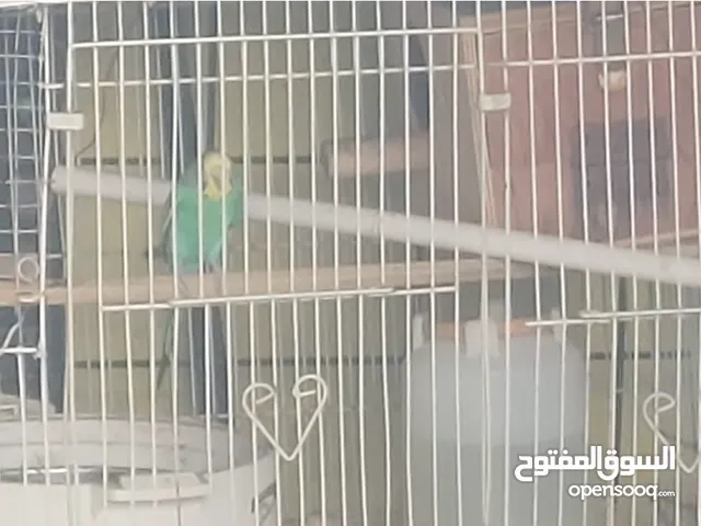 green color active budgie