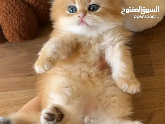 British shorthair kitten's