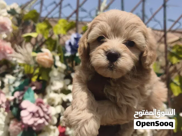 Toy Maltipoo male