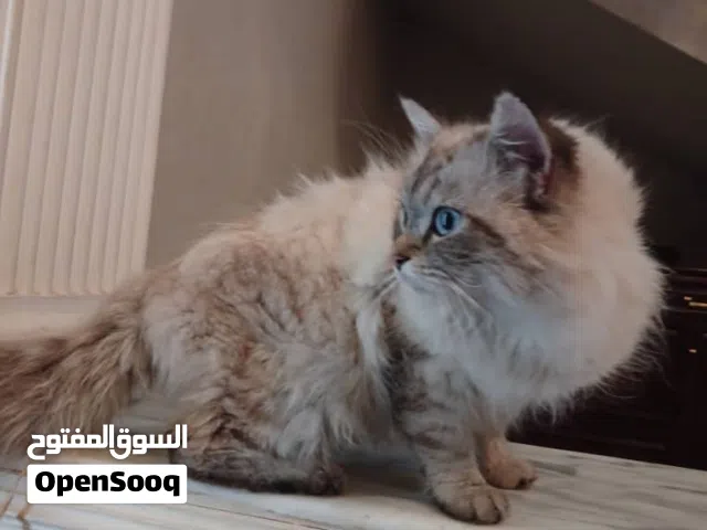 قطه للبيع  سوق الجمعه 11يوليو