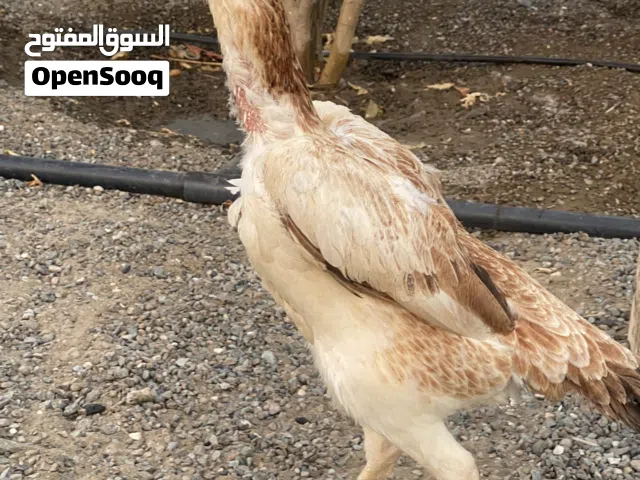 للبيع دجاجة شامو بيور
