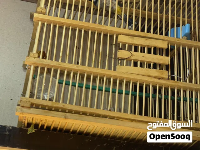 بلبل مال بصره رجلي ملح مع قفص