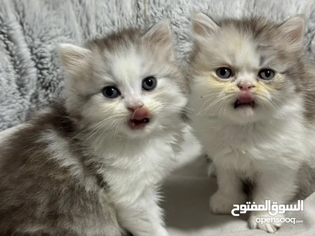 Cat for sell 2 month old kitten