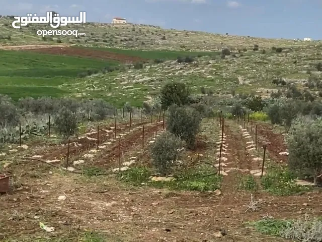 ارض دونمين و80 متر