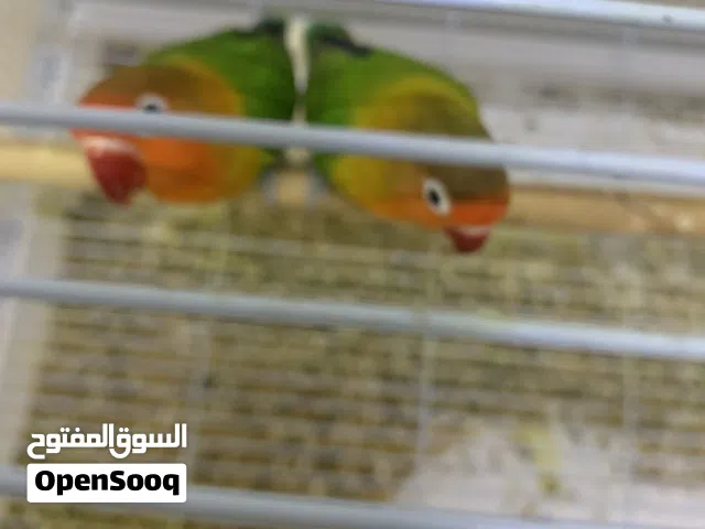 زوج فيشرانتاج