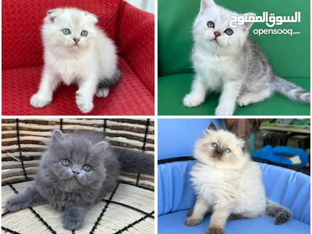 سكوتش فولد وستريت وهملايا كل قط الو سعر شوف الوصف قبل الاتصال مستويات جميله