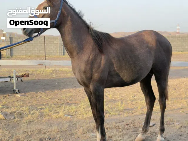 للبيع مهر عربي