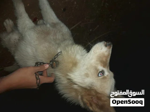 كلب هاسكي لل بيع