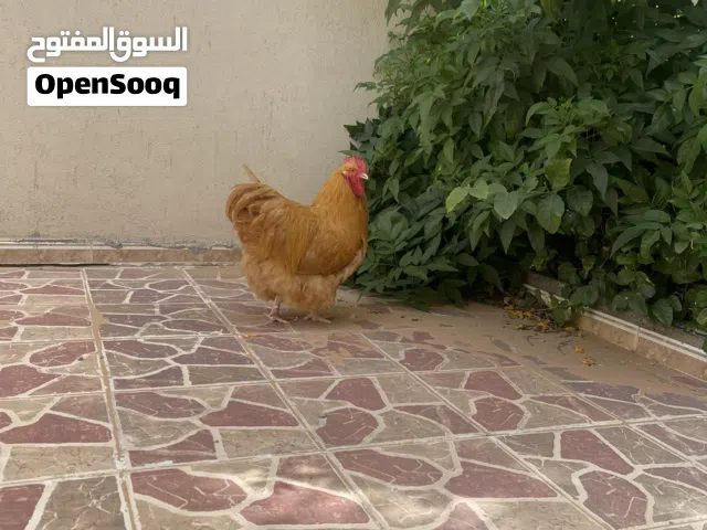 فروج ربي يبرك عمر 8شهور ونص مكان عين زاره