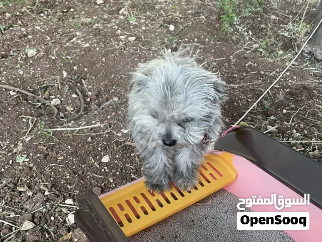 كلب نوع ترير عمره شهرين ونص مدرب ولا ناقصه اشي