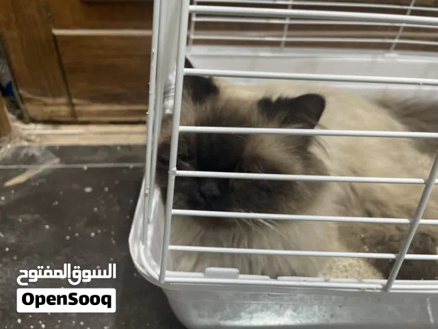 قطه لطيفه لي بيع مع  قفص و رمل