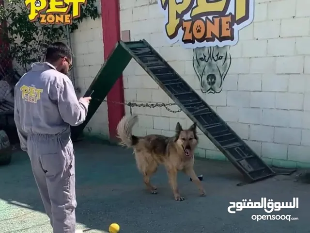 فندق للكلاب..Dog hotel
