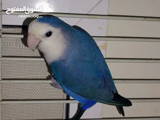 african love bird for sale