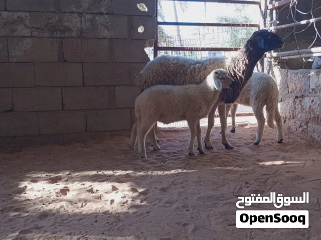 نعجه توميه تحتها خروف وفطيمه..