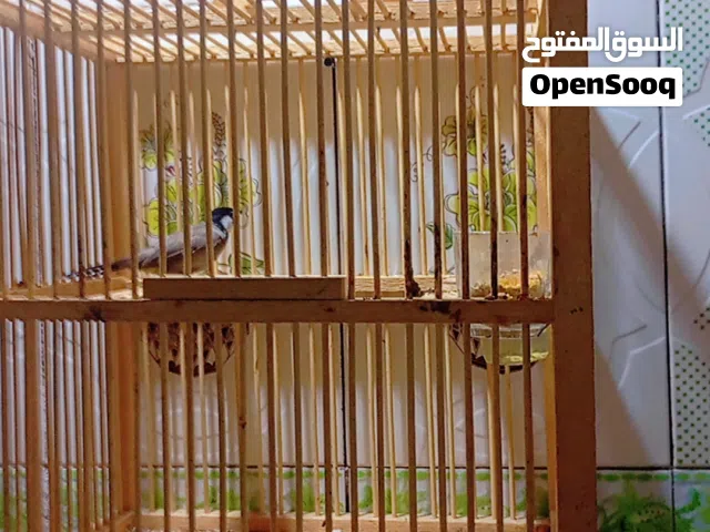 بلبل وحشي للبيع