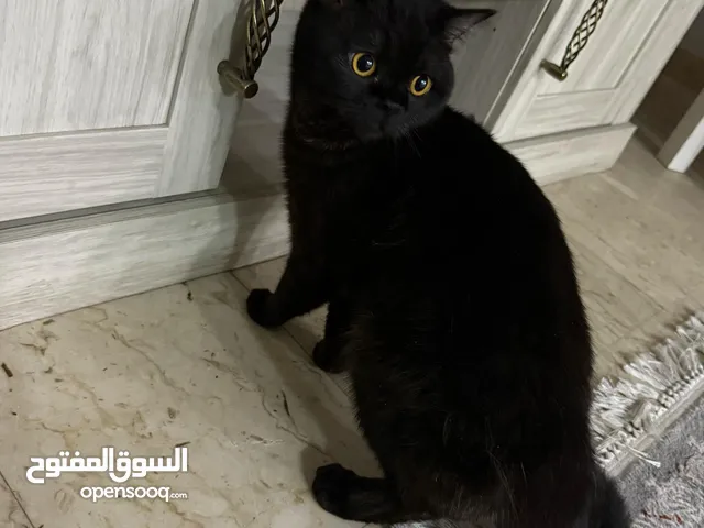 سكوتش فولد لعوب جدا ومتدرب علي الليتر بوكس للتبني