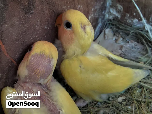 زوز فروخ روز عمرهم شهر وشوي تحت امهم الطرف ع90 الزوز ع165