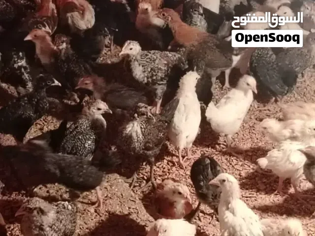 chicken for oman