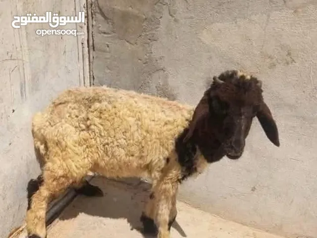 مطلوب غنم بياض او ماعز من عمر 15يوم الحد 3شهور للبيع اقساط يلي عندو لا يبخل علينا