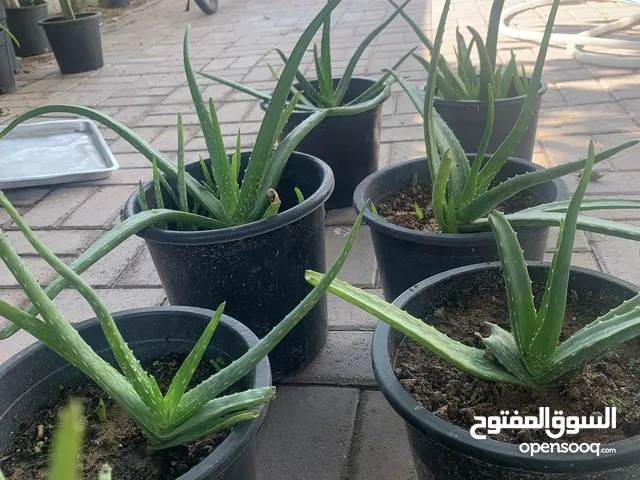 Aloe Vera plant/ cactus / daily fresh eggs/
