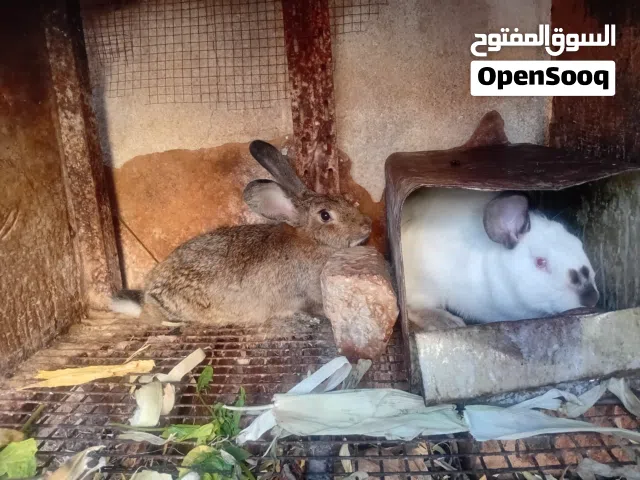 جوز ارانب انثى المانية والدة مع ذكر انغورا