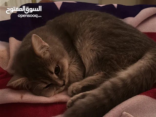 British shorthair kitten for URGENT SALE!