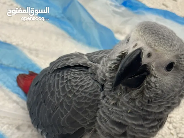 فرخ كاسكو انتاح محلي العمر:شهرين ونص اليف جدا ما يعرف العض Baby african grey parrot  Age:2.5 months